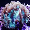 Elegance Coral Green Colored Tips