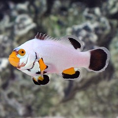 Products tagged with clownfish