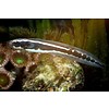 Engineer Goby