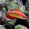 McCosker's Flasher Wrasse maldives