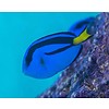 Regal Blue Tang - tiny