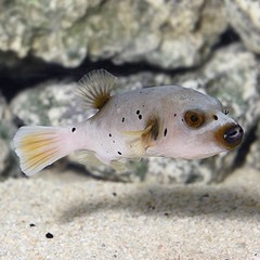 Products tagged with fish that look like dogs