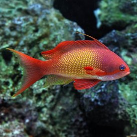  Lyretail Anthias Male