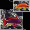 Lyretail Anthias Male