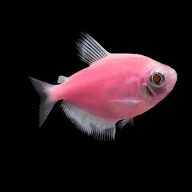 petsmart glofish
