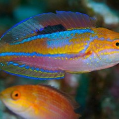Products tagged with bright colored saltwater fish