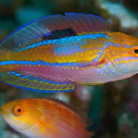  Pintail Fairy Wrasse super male