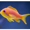 Lyretail Anthias Female ( Pseudanthias cheirospilos )