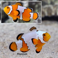Products tagged with Anemonefish