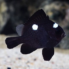 Products tagged with fish that host to anemones