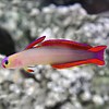 Firefish Purple ( NEMATELEOTRIS DECORA )