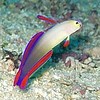 Firefish Purple ( NEMATELEOTRIS DECORA )
