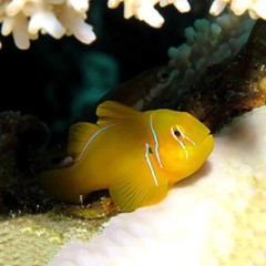 Products tagged with goby fish