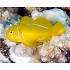 Citron Clown Goby