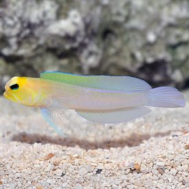  Yellowhead Pearly Jawfish