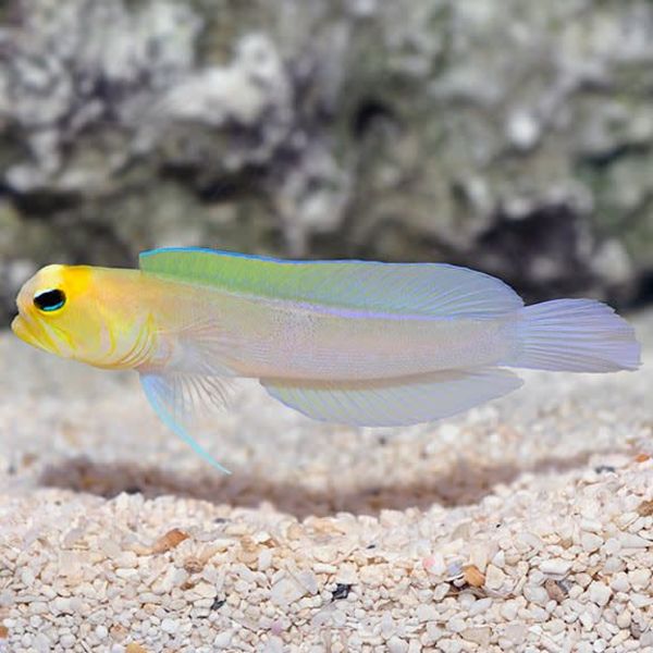  Yellowhead Pearly Jawfish