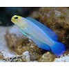 Yellowhead Pearly Jawfish