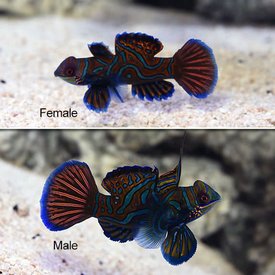  Mandarin Red Green Fin