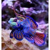 Mandarin Red Green Fin ( Synchiropus splendidus  )