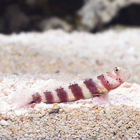  Wheelers Prawn Goby