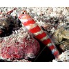 Wheelers Prawn Goby