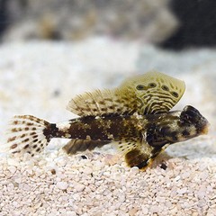 Products tagged with scooter blenny behavior