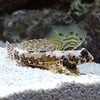 Scooter Blenny