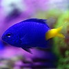 Yellowtail Damselfish
