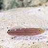 Rainfordi Goby