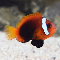 Products tagged with cinnamon clown fish