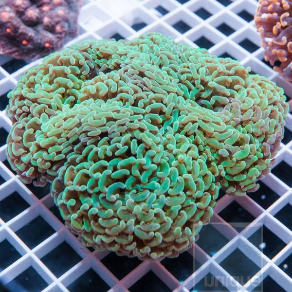 Green Hammer Coral Colony