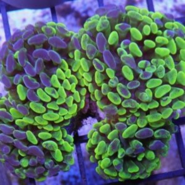  Toxic Marble Hammer Coral, Australian 2-3 heads