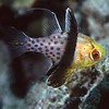 Pajama Cardinalfish