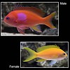 Squareback Anthias Female