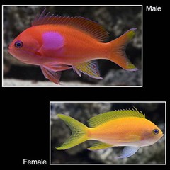 Products tagged with female squareback fish