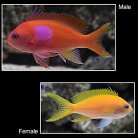  Squareback Anthias Female