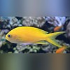 Squareback Anthias Female