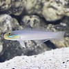 Yellow Head Sleeper Goby