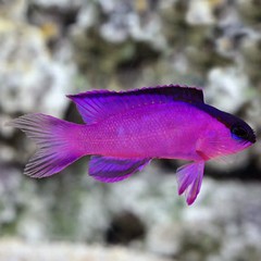 Products tagged with black cap basslet reef safe