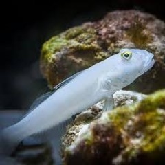 Products tagged with goby fish care