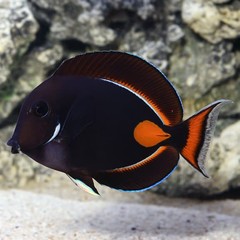 Products tagged with achilles tang