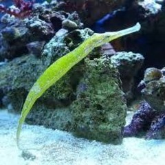 Products tagged with alligator pipefish care