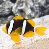 Australian Clarkii Clown Tank Breed