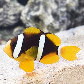  Pearl Eye Clarkii Clownfish