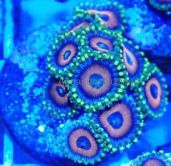Products tagged with Eagle Eye Frag