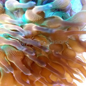  Rose Bubbletip Anemone