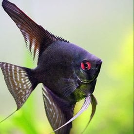  Jet Black Angelfish