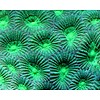 Bali Green Favia Coral