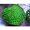 Bali Green Favia Coral