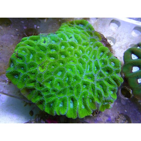 Bali Green Favia Coral